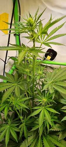 Growreport Bild 8