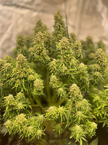Growreport Bild 15
