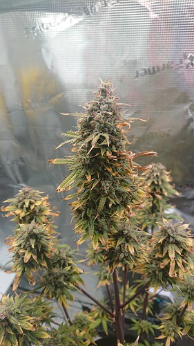 Growreport Bild 23