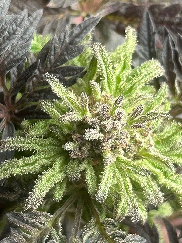 Growreport Bild 27