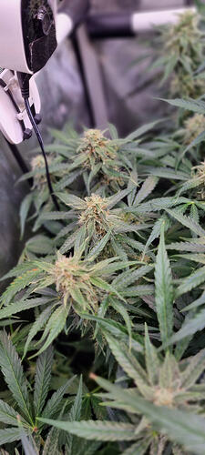 Growreport Bild 13