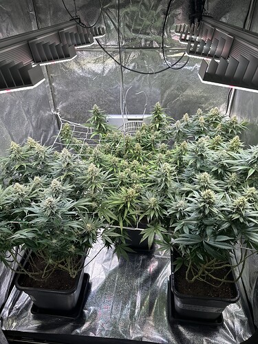 Growreport Bild 34