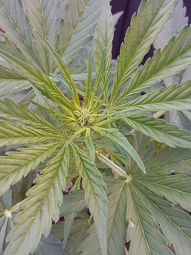 Growreport Bild 40