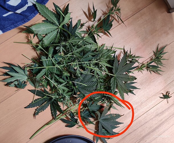 Growreport Bild 25