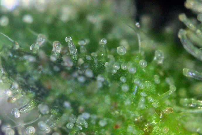 trichome_maui_3