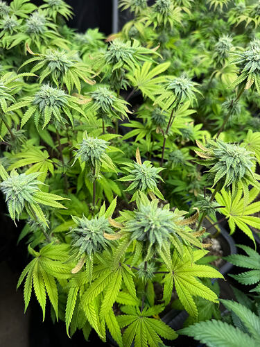Growreport Bild 3
