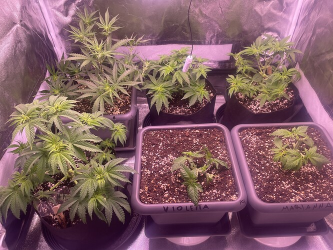 Growreport Bild 8