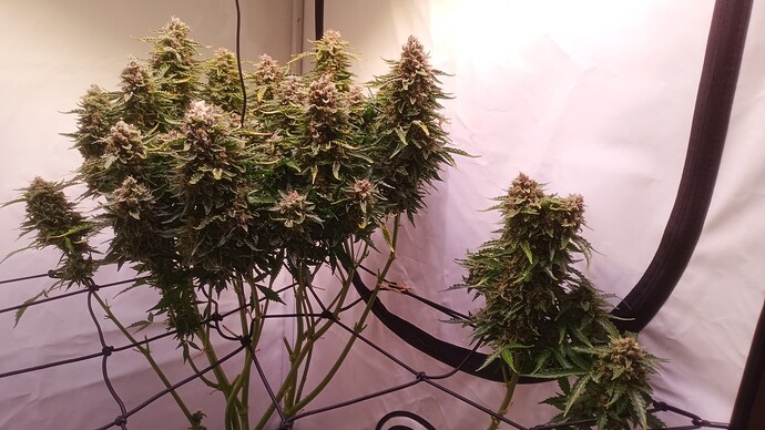 Growreport Bild 2