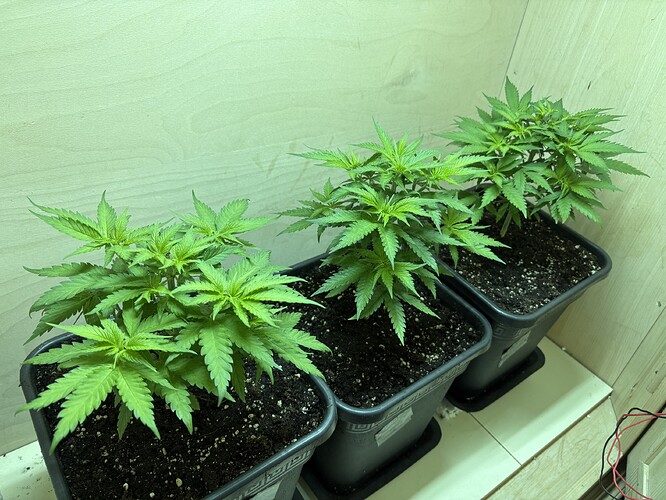 Growreport Bild 16