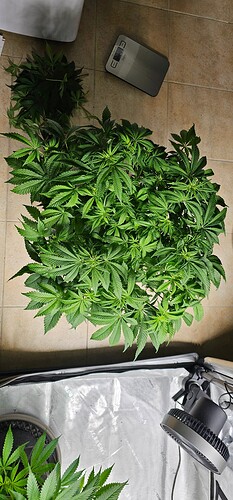 Growreport Bild 13