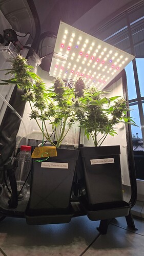 Growreport Bild 1
