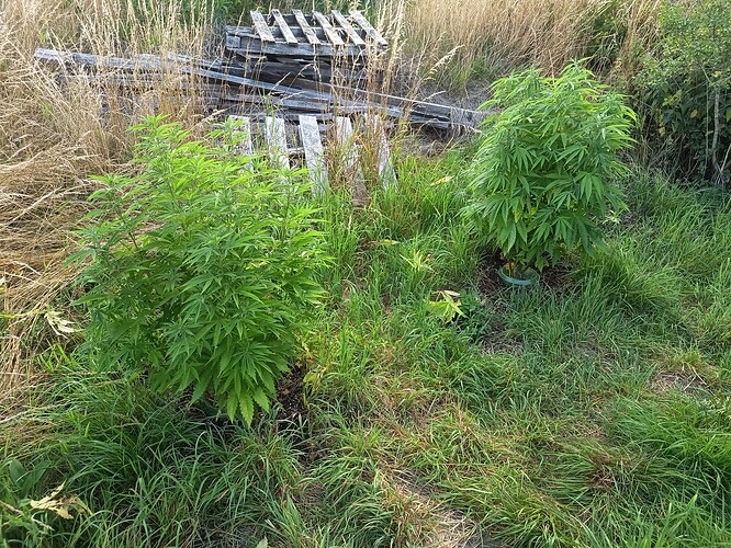 Growreport Bild 1