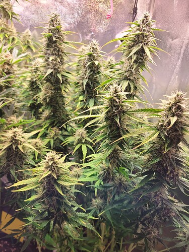 Growreport Bild 2
