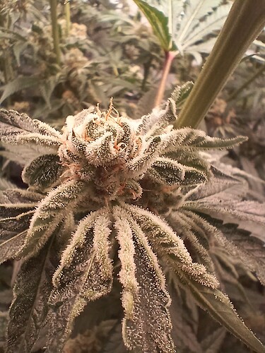 Growreport Bild 9