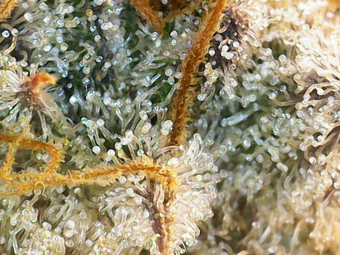 Growreport Bild 8