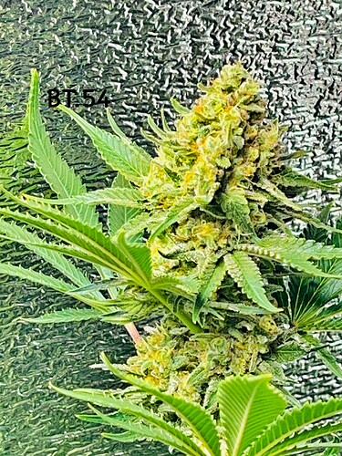 Growreport Bild 2