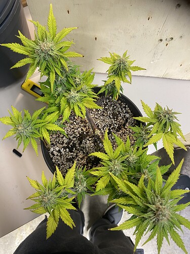 Growreport Bild 17