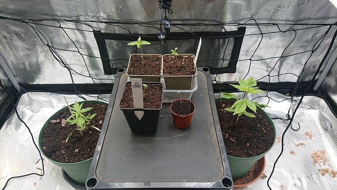 Growreport Bild 4