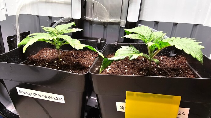 Growreport Bild 5