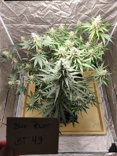 Growreport Bild 18