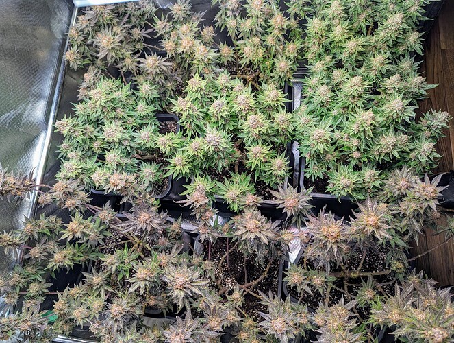 Growreport Bild 1