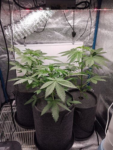 Growreport Bild 8