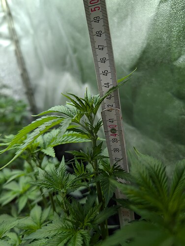 Growreport Bild 4