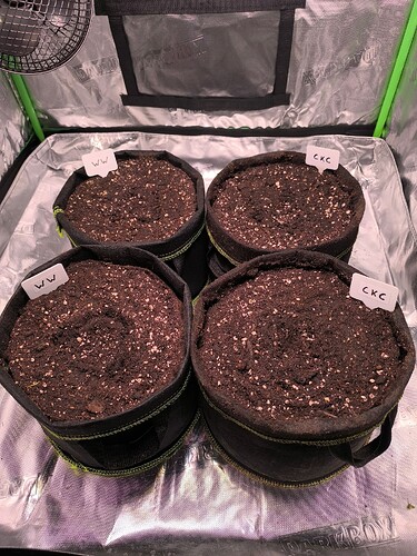 Growreport Bild 37