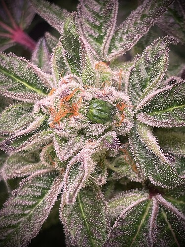 Growreport Bild 2