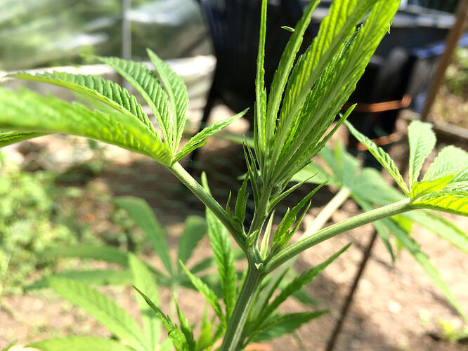 Grow26071205