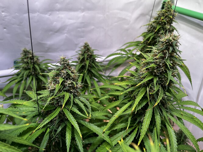 Growreport Bild 4