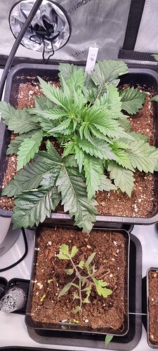 Growreport Bild 22