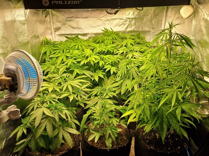Mehrere Cannabis-Pflanzen in einem Zelt, eine davon mit einem Ventilator davor.