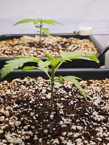 Growreport Bild 13