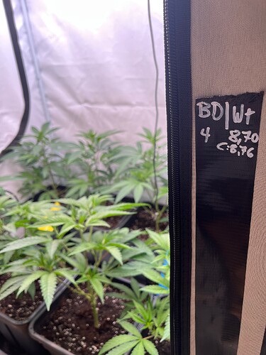 Growreport Bild 27