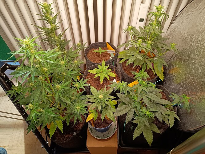 Growreport Bild 1