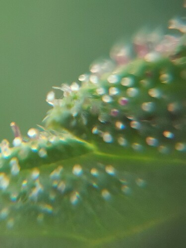 Growreport Bild 8