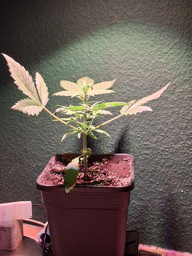 Growreport Bild 11