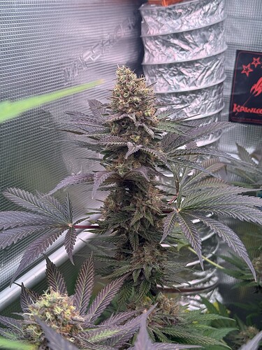 Growreport Bild 50