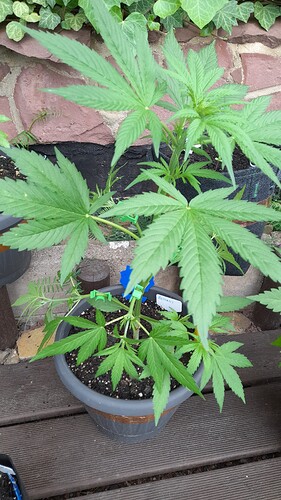 Growreport Bild 20