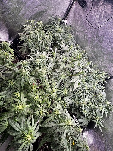 Growreport Bild 3