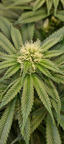 Growreport Bild 2