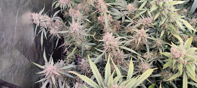 Growreport Bild 32