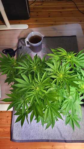 Growreport Bild 26