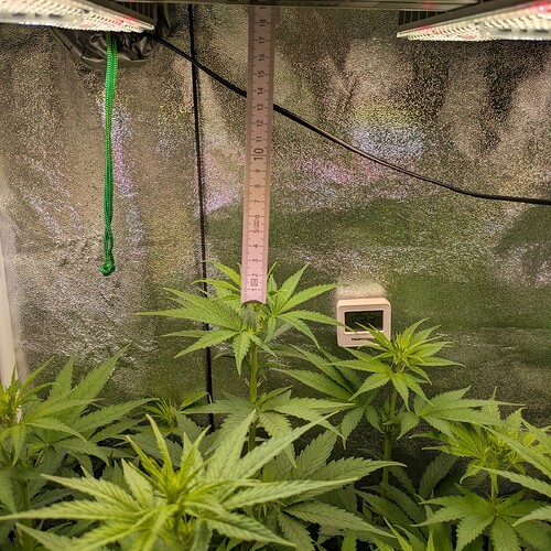 Growreport Bild 37