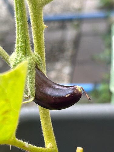 Growreport Bild 30