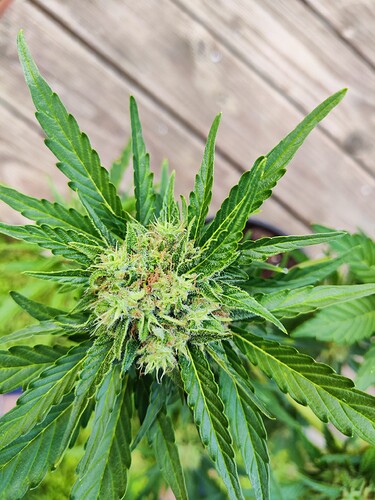 Growreport Bild 11