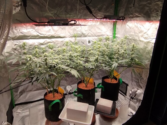 Growreport Bild 13
