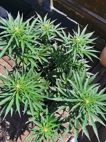 Growreport Bild 10