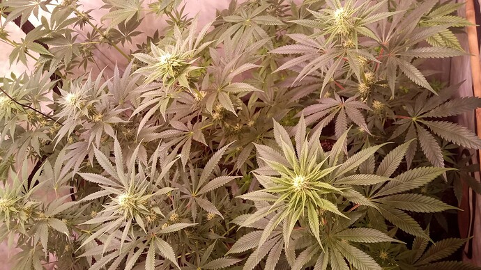 Growreport Bild 21